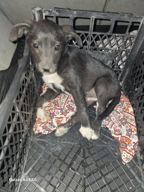 მეტისი ისანი ნავთლუღის ჩიხი 9