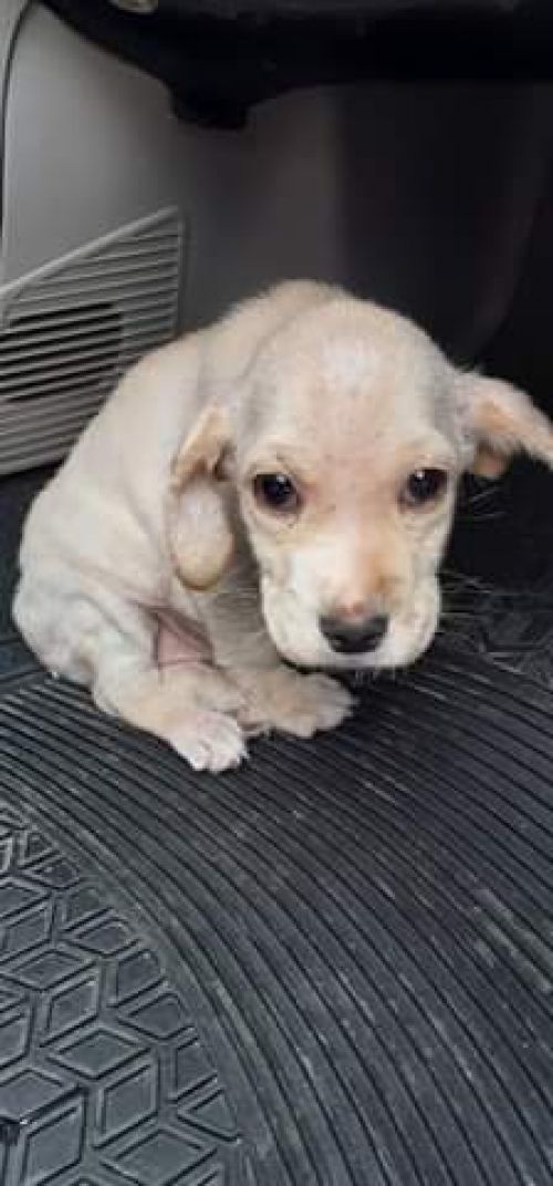 ლაბრადორის მეტისი უსახელო