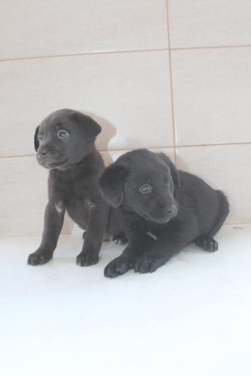 მეტისის ლეკვები უსახელო