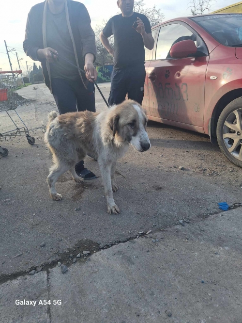 ქართული ქოფაკი გადმოყვანილია მუნიციპალური თავშესაფრიდან. ქინძმარაულის ქუჩის ძაღლია