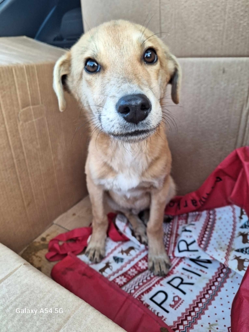 მეტისი კიკეტი