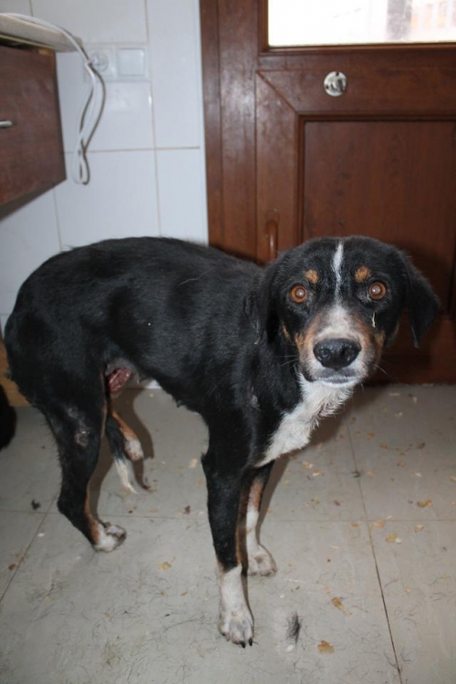 მეტისი უსახელო