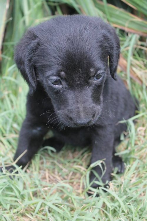 მეტისი უსახელო