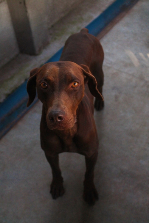 ვეიმარანერი მარდია