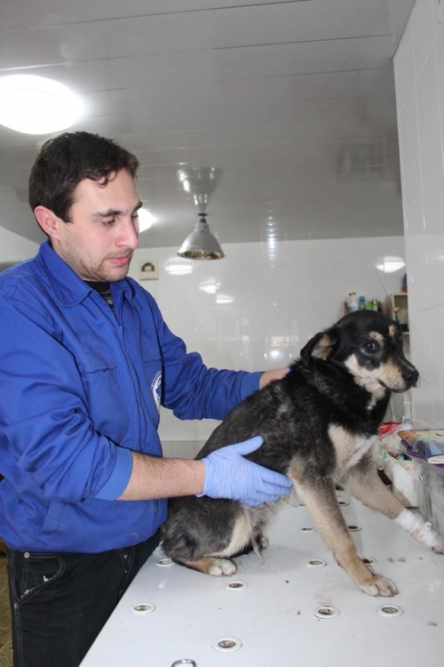 მეტისი უსახელო