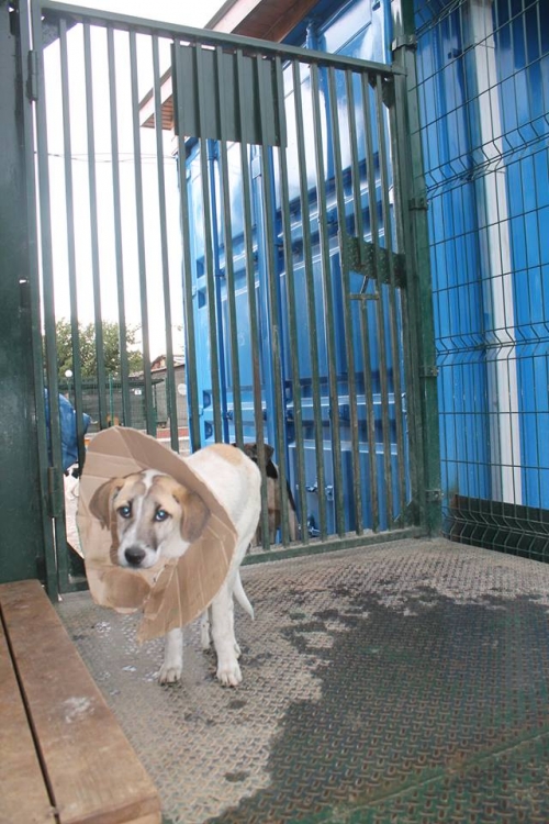 მეტისი უსახელო