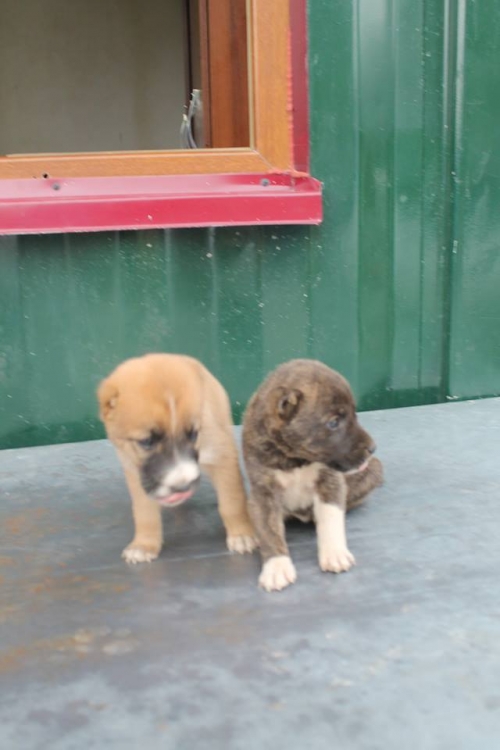 ქართული ქოფაკი უსახელო