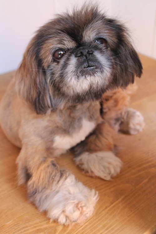 პეკინესი რექსი