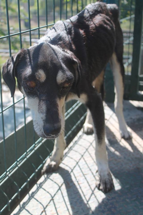 მეტისი უსახელო