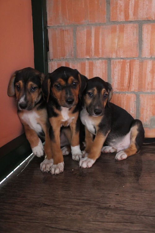 მეტისის ლეკვები უსახელო