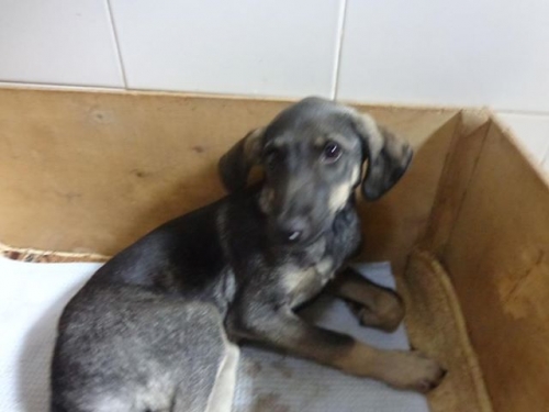 მეტისი უსახელო