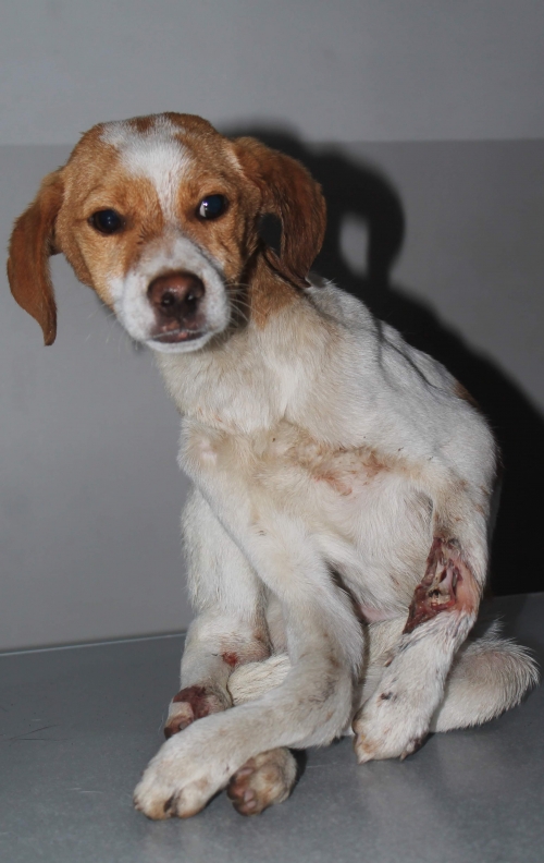 მეტისი უსახელო