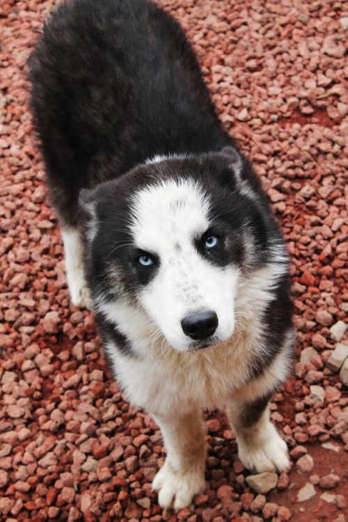 ლაიკა უსახელო