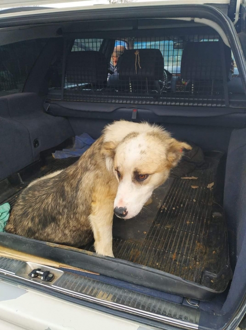 მეტისი ბორჯომი