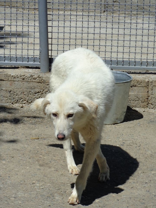 მეტისი უსახელო