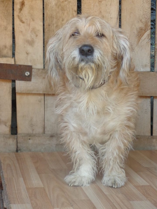 შნაუცერი ბობო