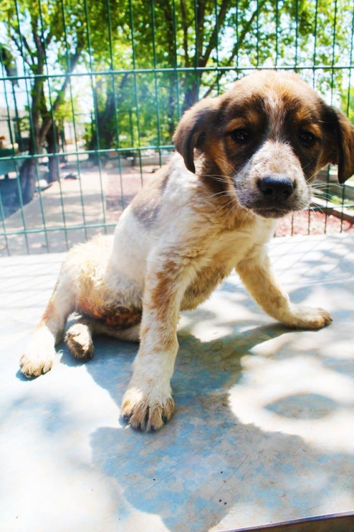 მეტისი უსახელო