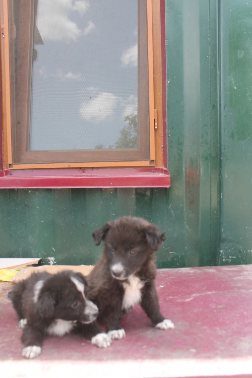 მეტისი უსახელო