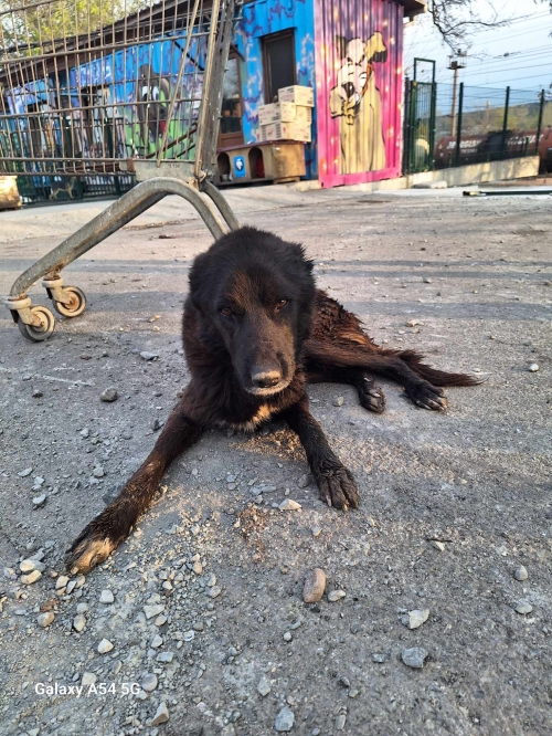 მეტისი ვაზიანი