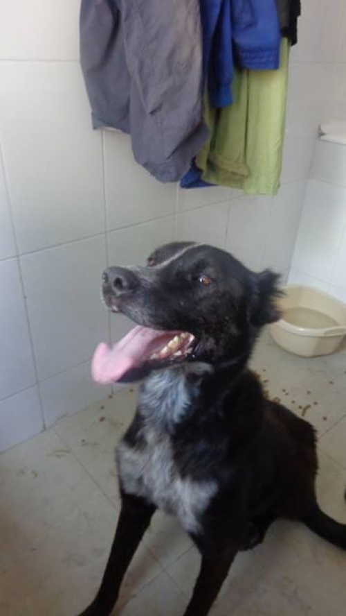 ქართული ქოფაკი უსახელო