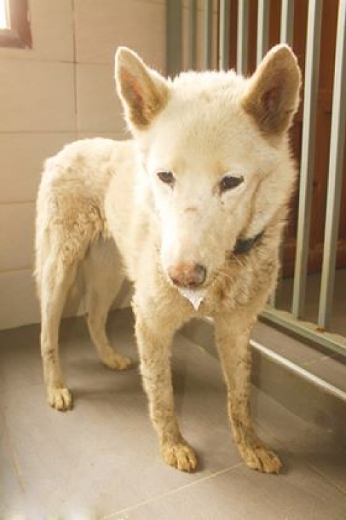 ლაიკა უსახელო