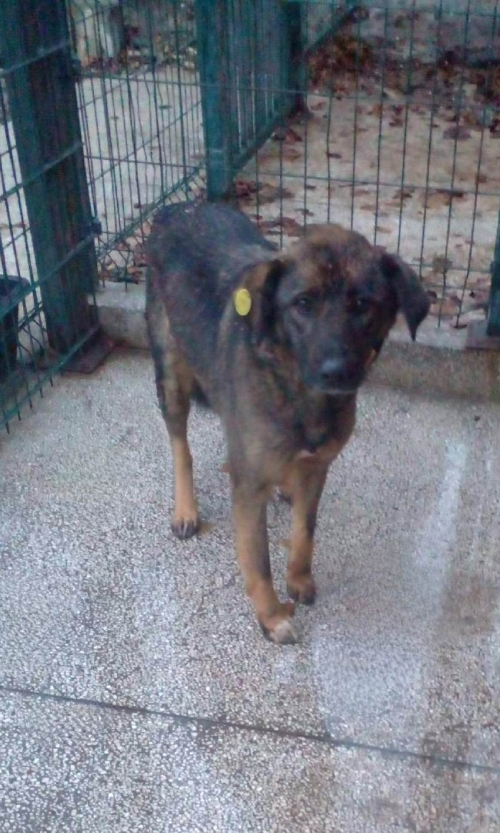 მეტისი გადმოყვანილია მუნიციპალური თავშესაფრიდან