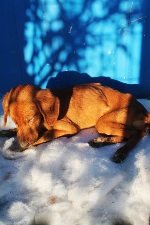 მეტისი უსახელო