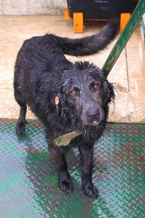 ქართული ქოფაკი უსახელო