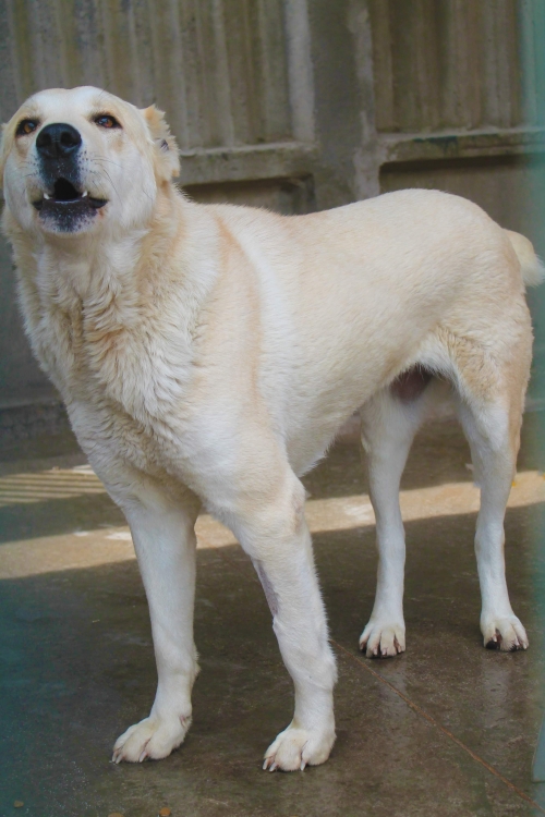 ქართული ნაგაზი უსახელო