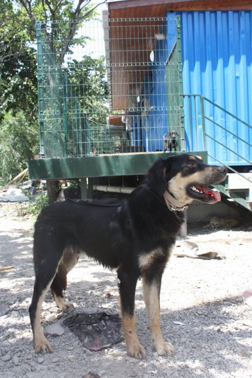 მეტისი ჩორნა