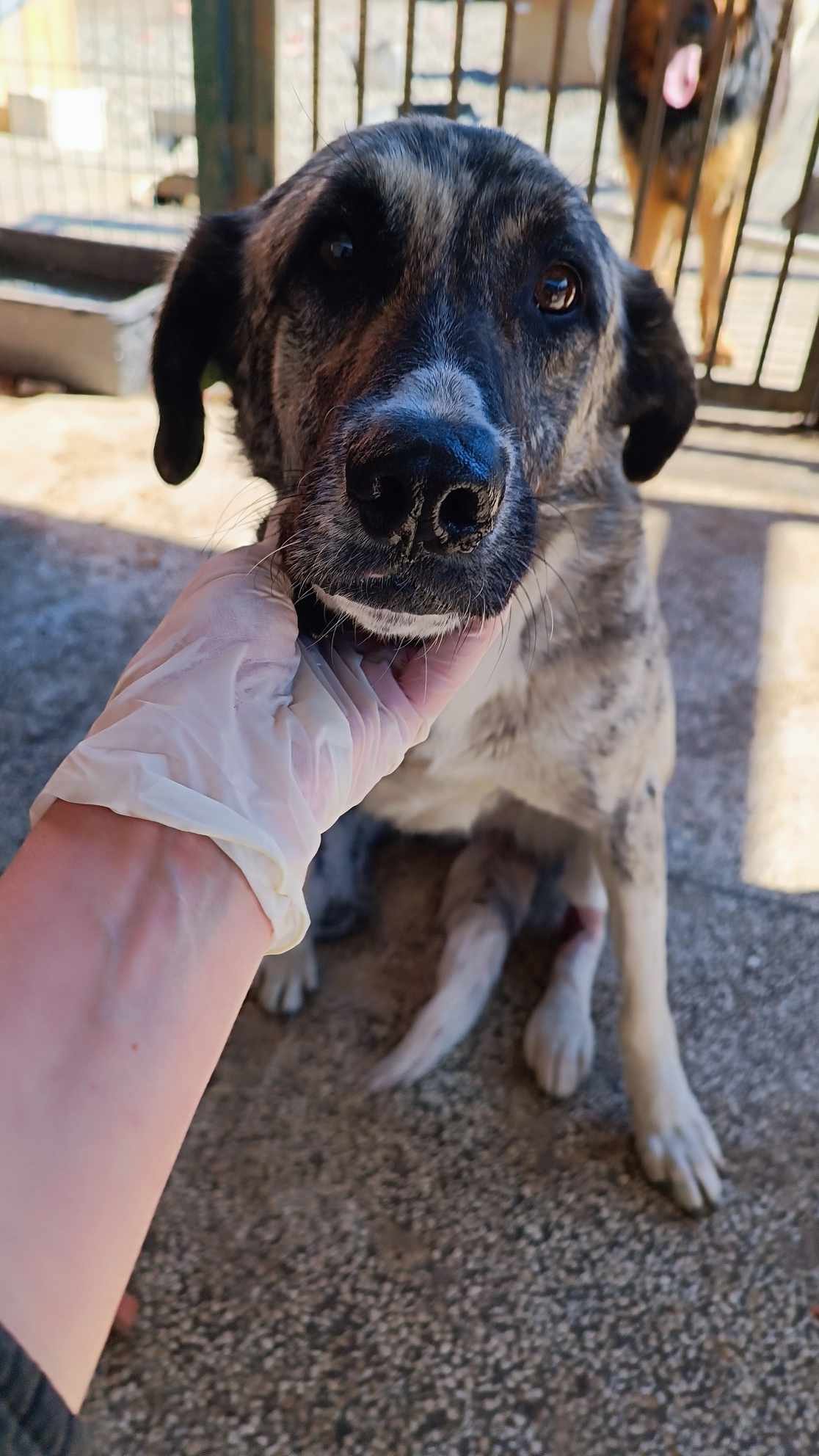 მეტისი. პიპიტო, გუდამაყარის ქუჩა