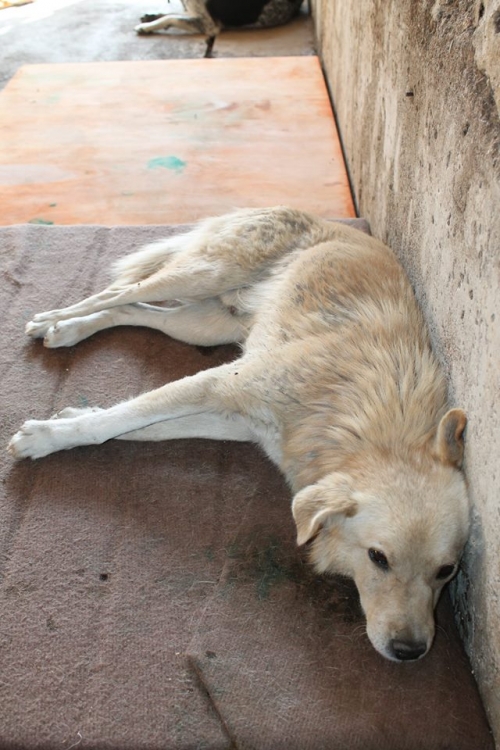 მეტისი უსახელო