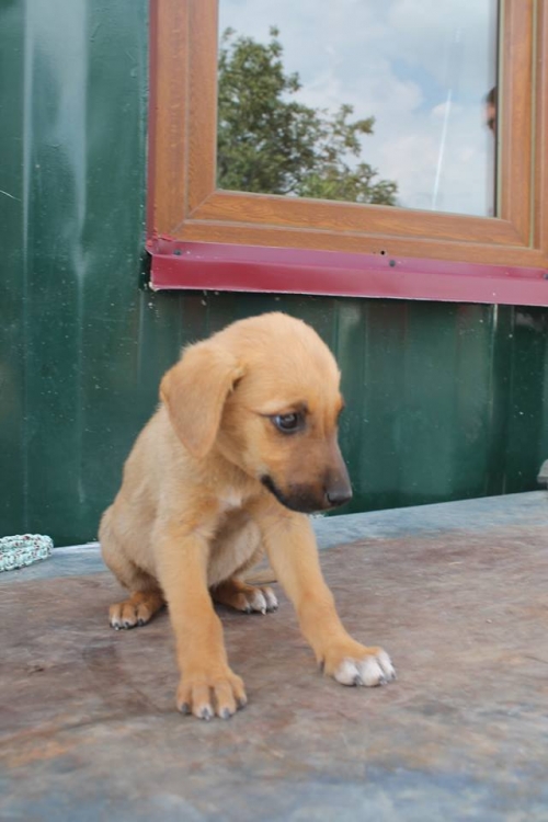 მეტისი უსახელო