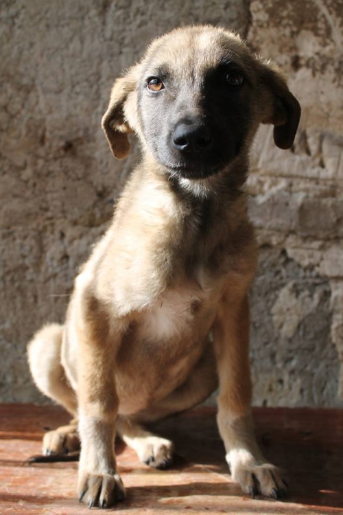 მეტისი უსახელო