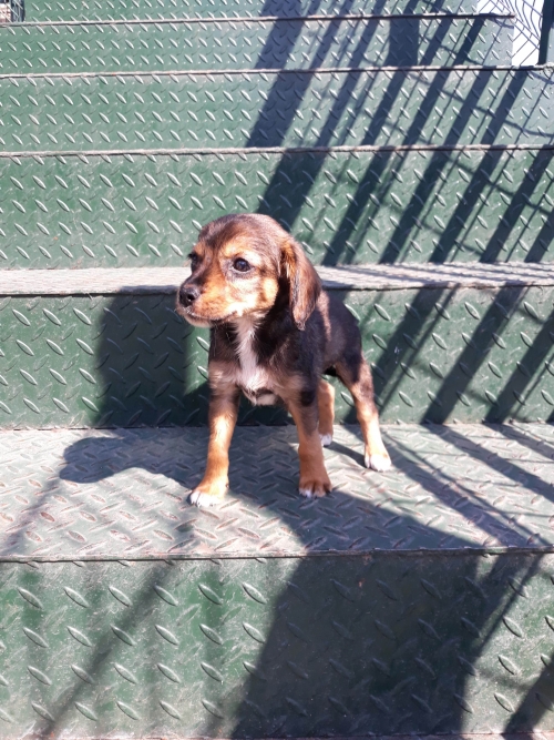 მეტისი უსახელო