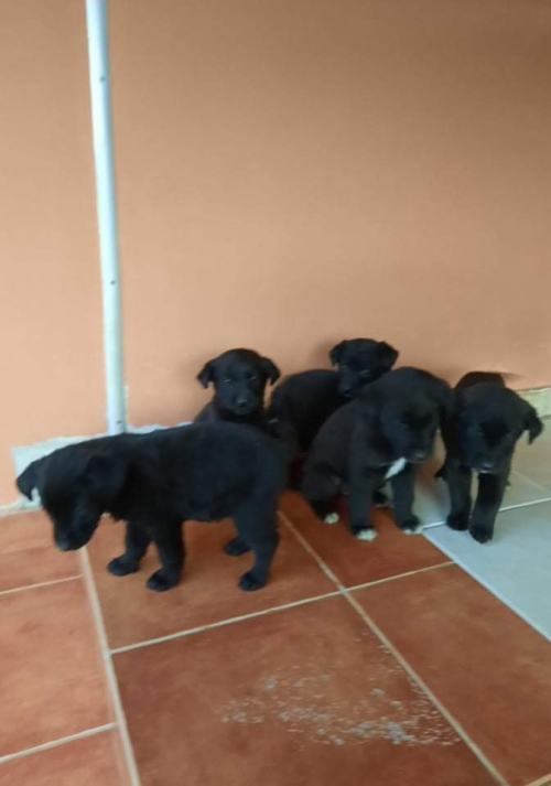 მეტისი ნაპოვნოა გლდანოს ტბაზე