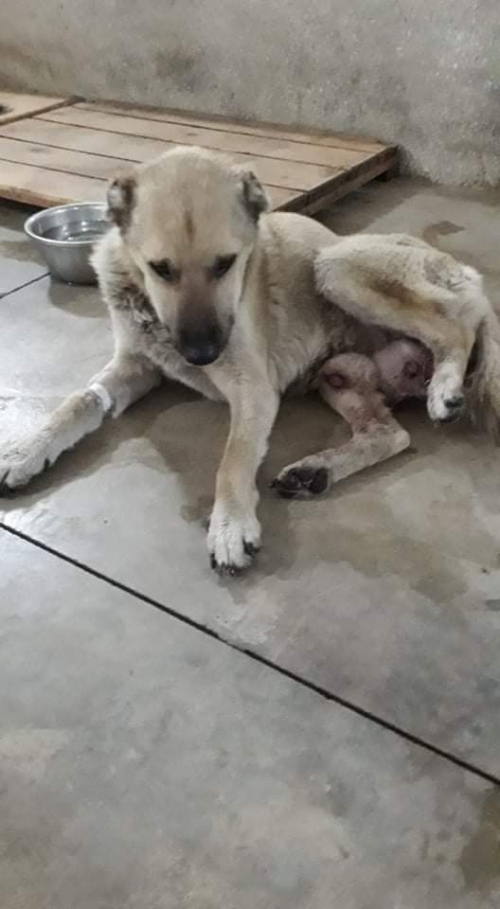 მეტისი უსახელო