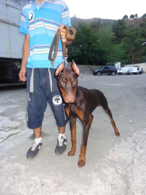 დობერმანი რეისი