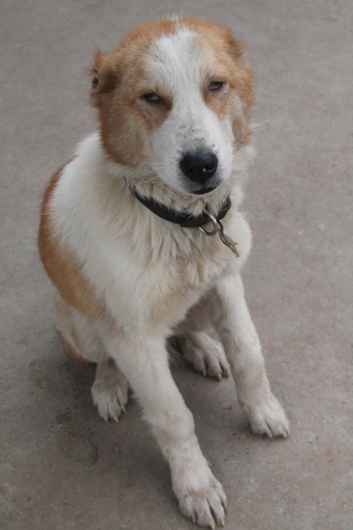 ქართული ქოფაკი უსახელო