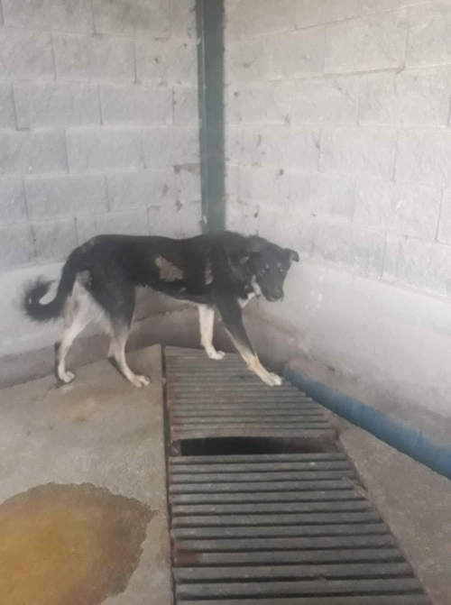 მეტისი თხინვალის მონასტერი