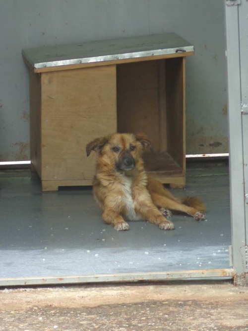 მეტისი პაკო