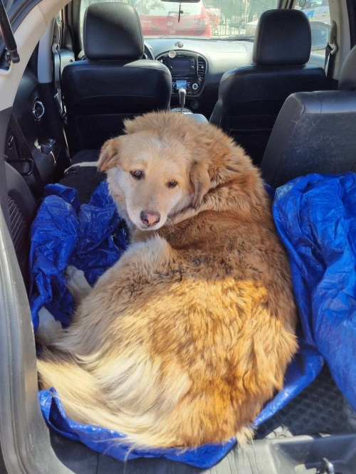 ქართული ქოფაკი ცინცაძეს 12 .თბს ბანკთან მიკედლებული. სახელი ფუმფულა