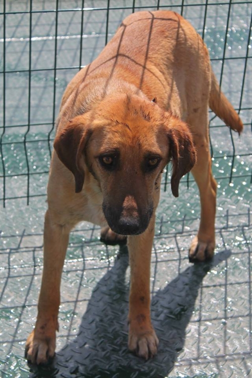 მეტისი გოგო