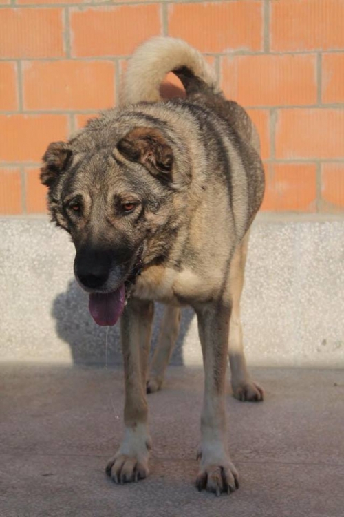 ქართული ნაგაზი დუდა