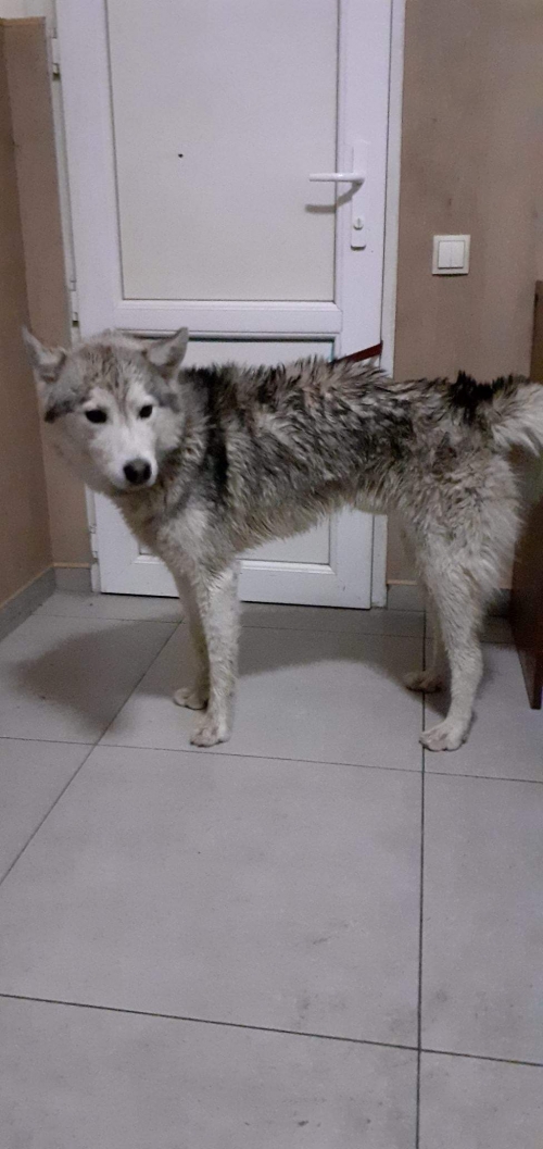 ლაიკა უსახელო