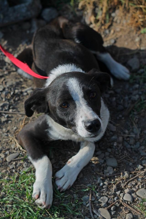 მეტისი უსახელო