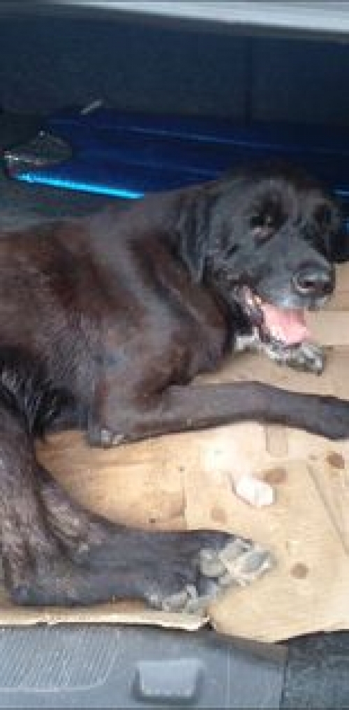 მეტისი უსახელო