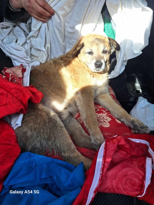 მეტისი გლდანულა