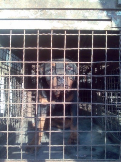 როტვეილერი