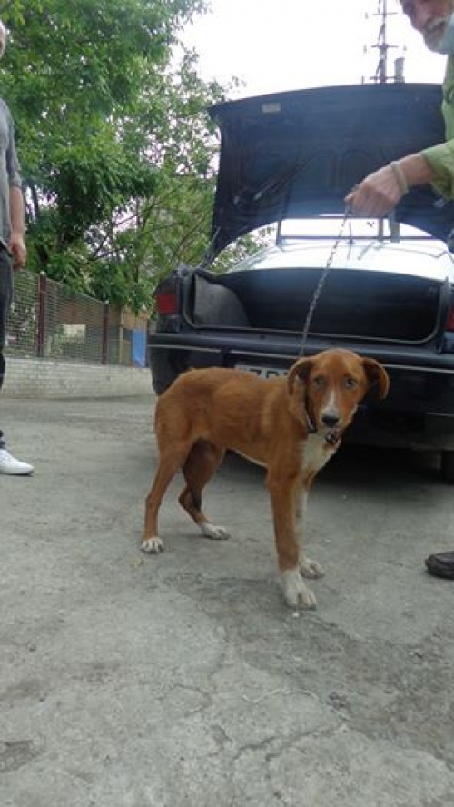 მეტისი რექსი